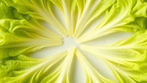 Close-up overhead shot of vibrant butter lettuce leaves arranged in a circle on a white ceramic plate, showing the delicate pale green color and texture of the leaves with water droplets, natural daylight